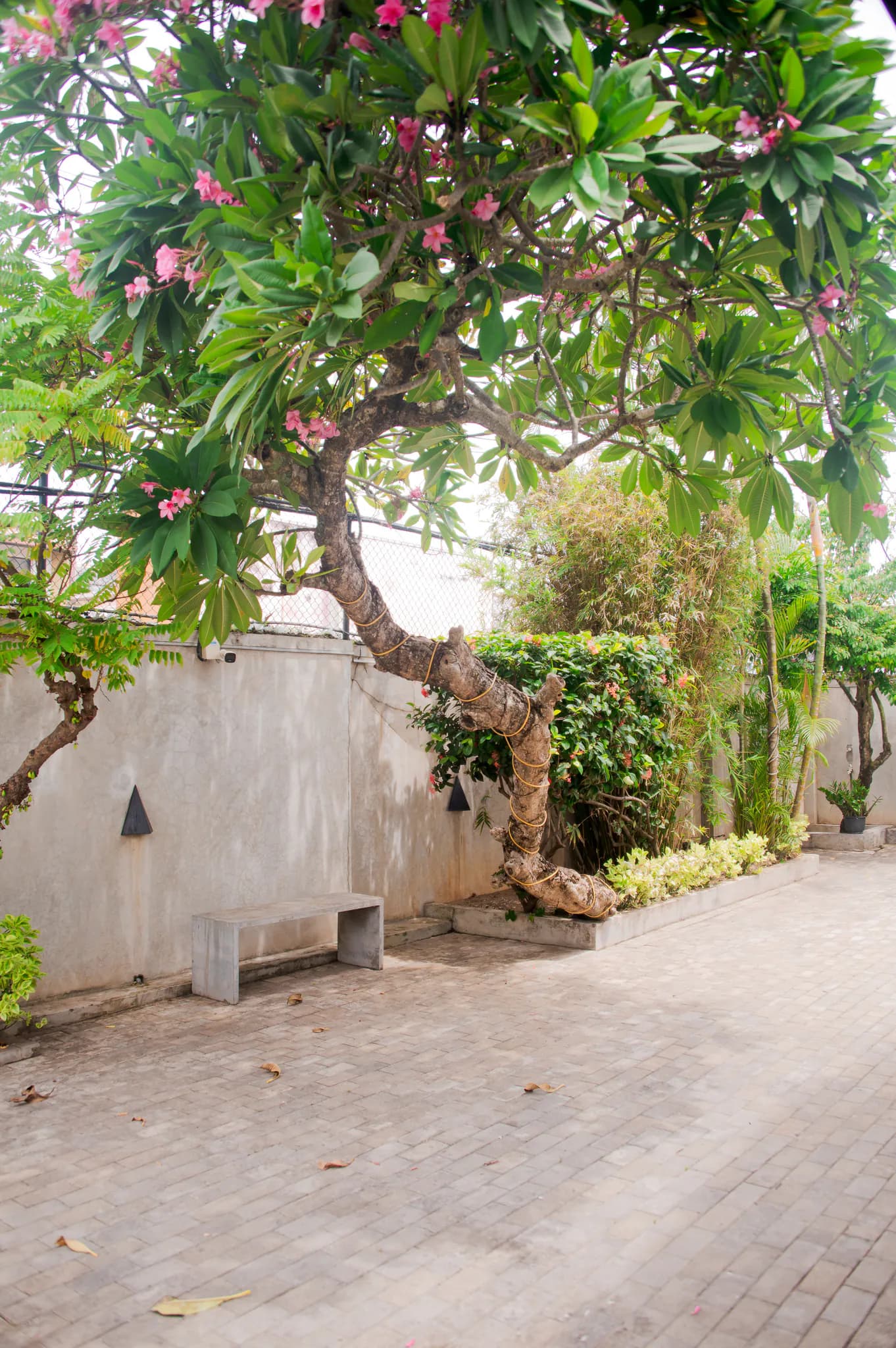 The frangipani courtyard