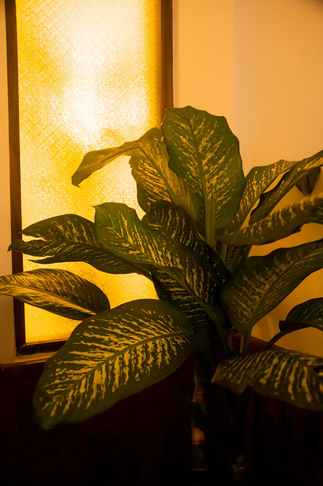 Evening light