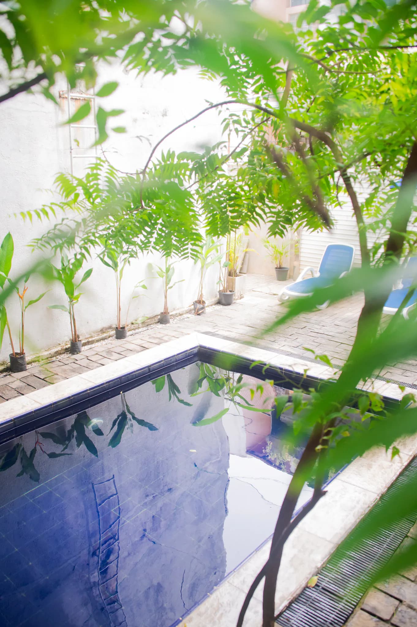 The pool through the leaves