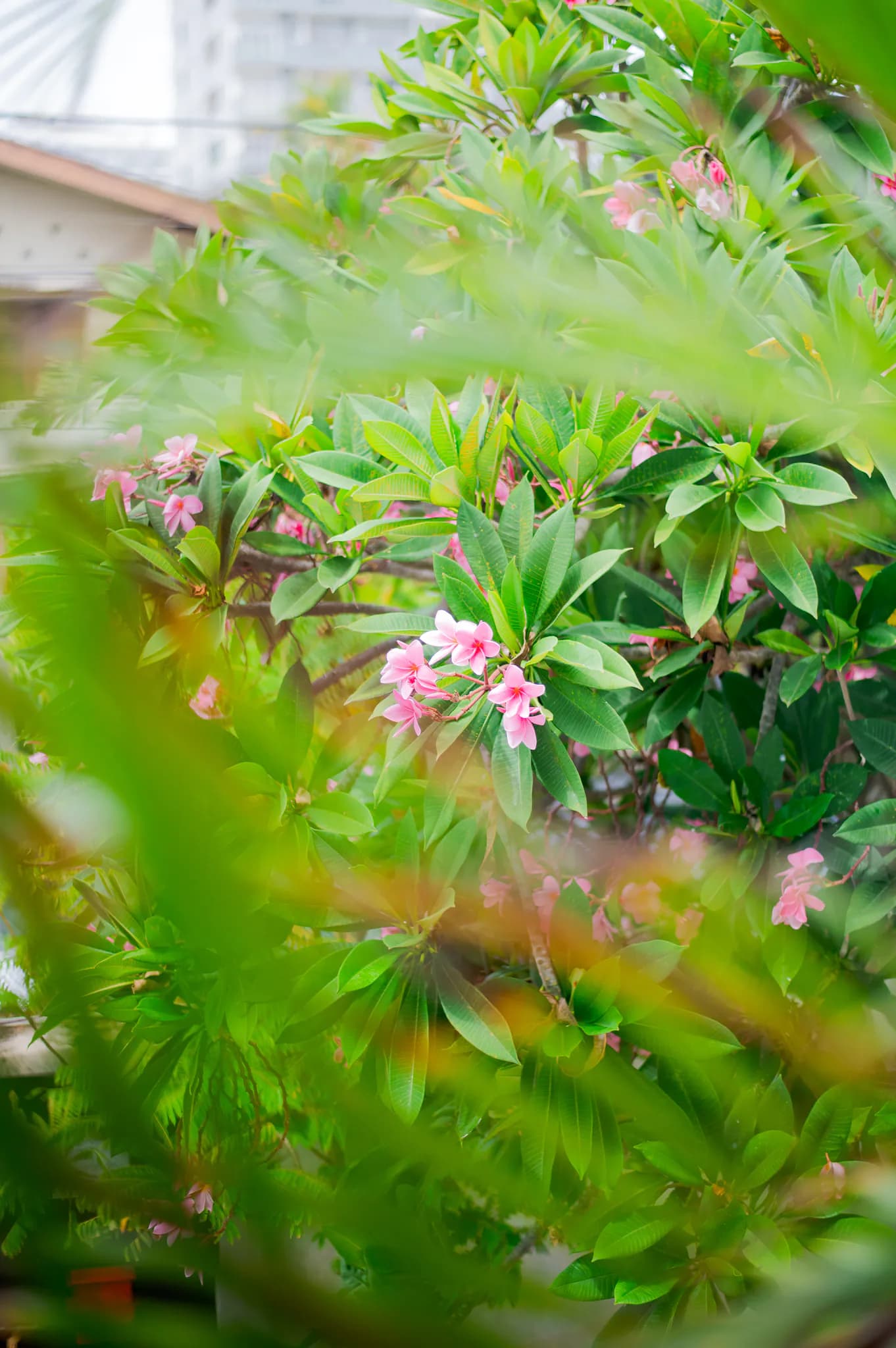 Frangipani blossoms in the garden
